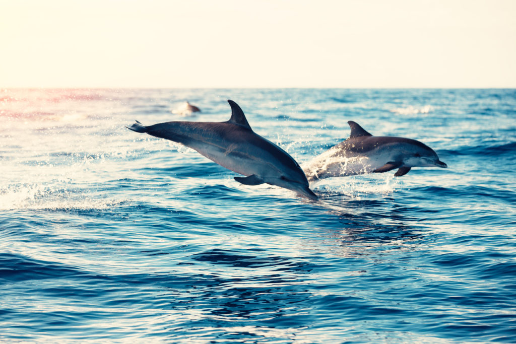 Key West Dolphin Watch & Snorkel Tour with FREE shuttle to location Image 6