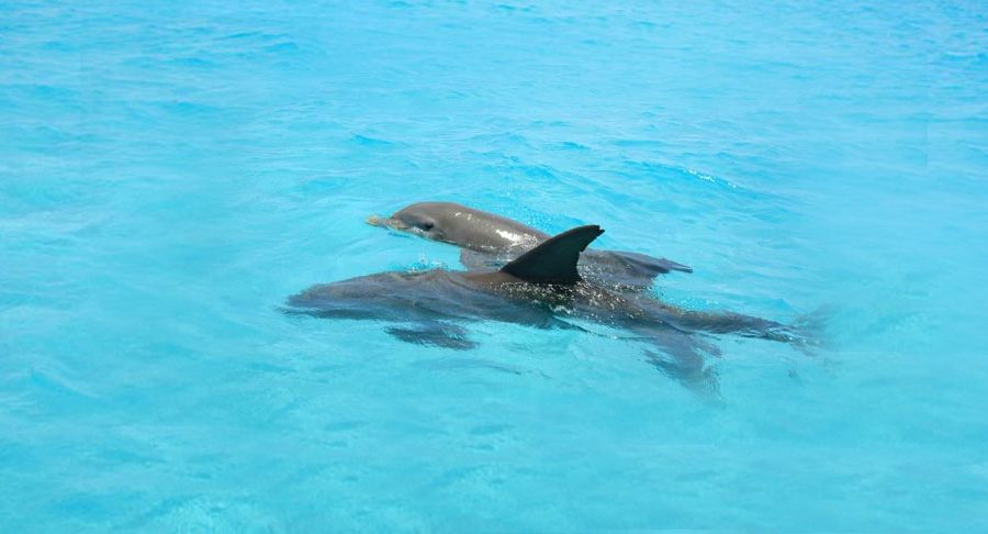 Key West Dolphin Watch & Snorkel Tour with FREE shuttle to location Image 2