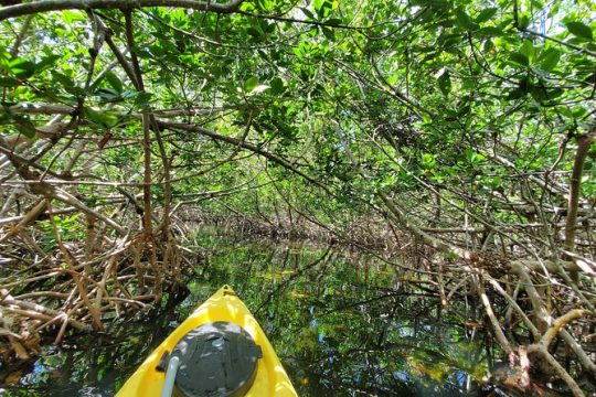 Kayak Tour of Mangrove Maze from Key West