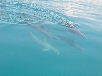 Key West Dolphin Watch & Snorkel Tour with FREE shuttle to location Image 7