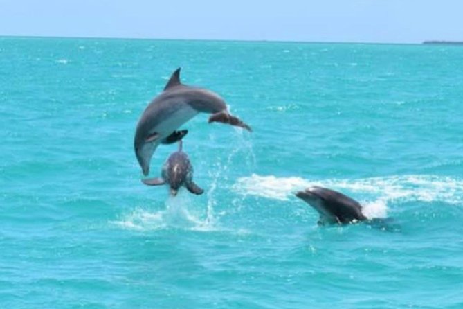 Key West Catamaran Dolphin Watch & Sunset Sail Image 3