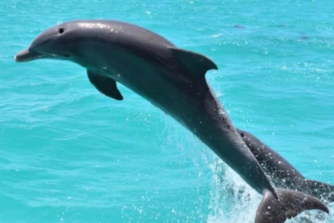 Key West Catamaran Dolphin Watch & Sunset Sail Image 6