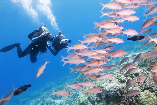 Key West Scuba Diving Refresher Course