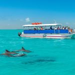 Dolphin Tours