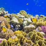 glass bottom boat tour miami