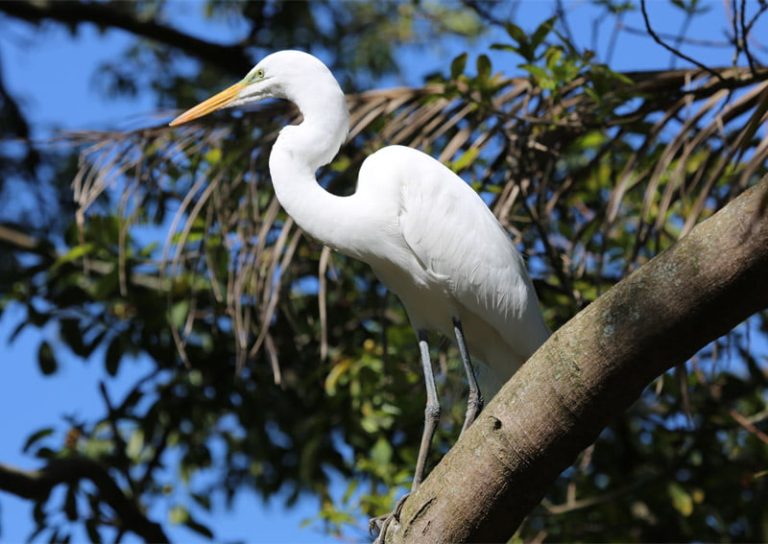 Key West Birdwatching Enjoy a Natural Attraction Cool Key West