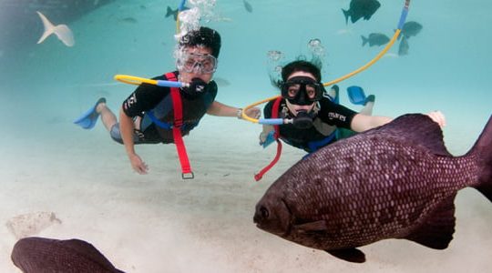 Key West Snorkeling, SNUBA, or SCUBA – Which One is Right for You?